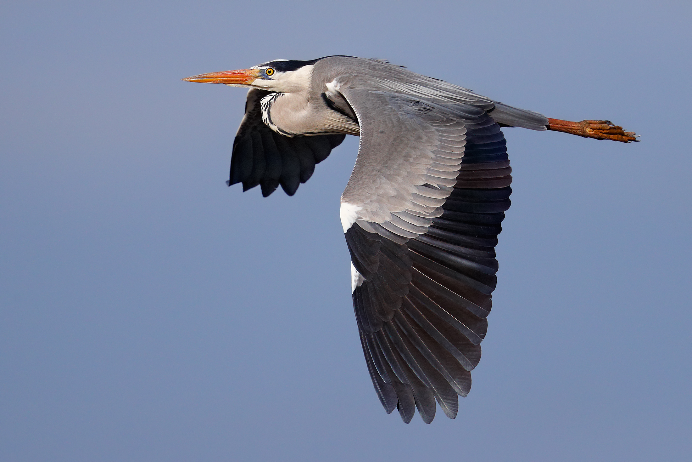 Grey heron