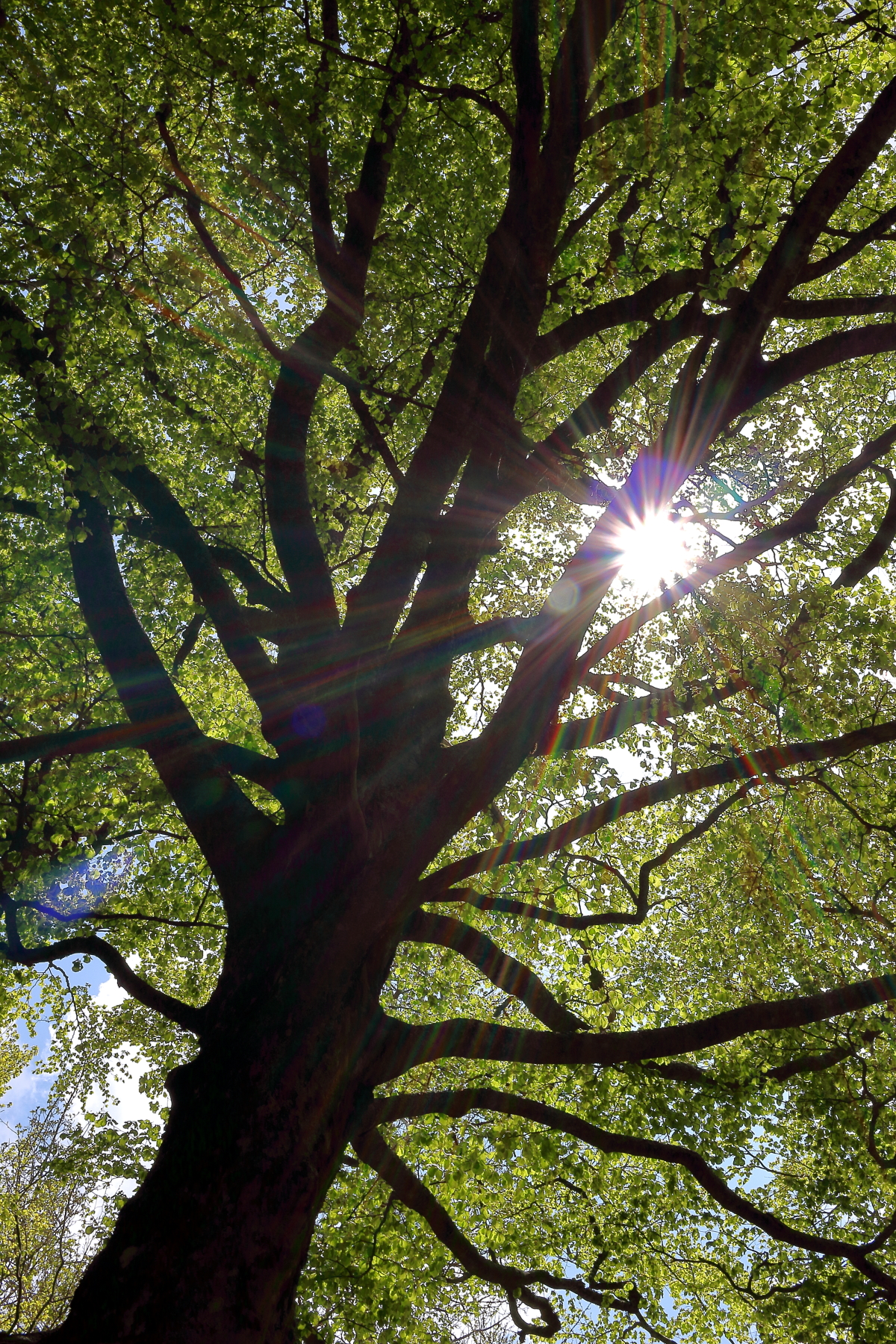 Giochi di luce sotto al grande Faggio