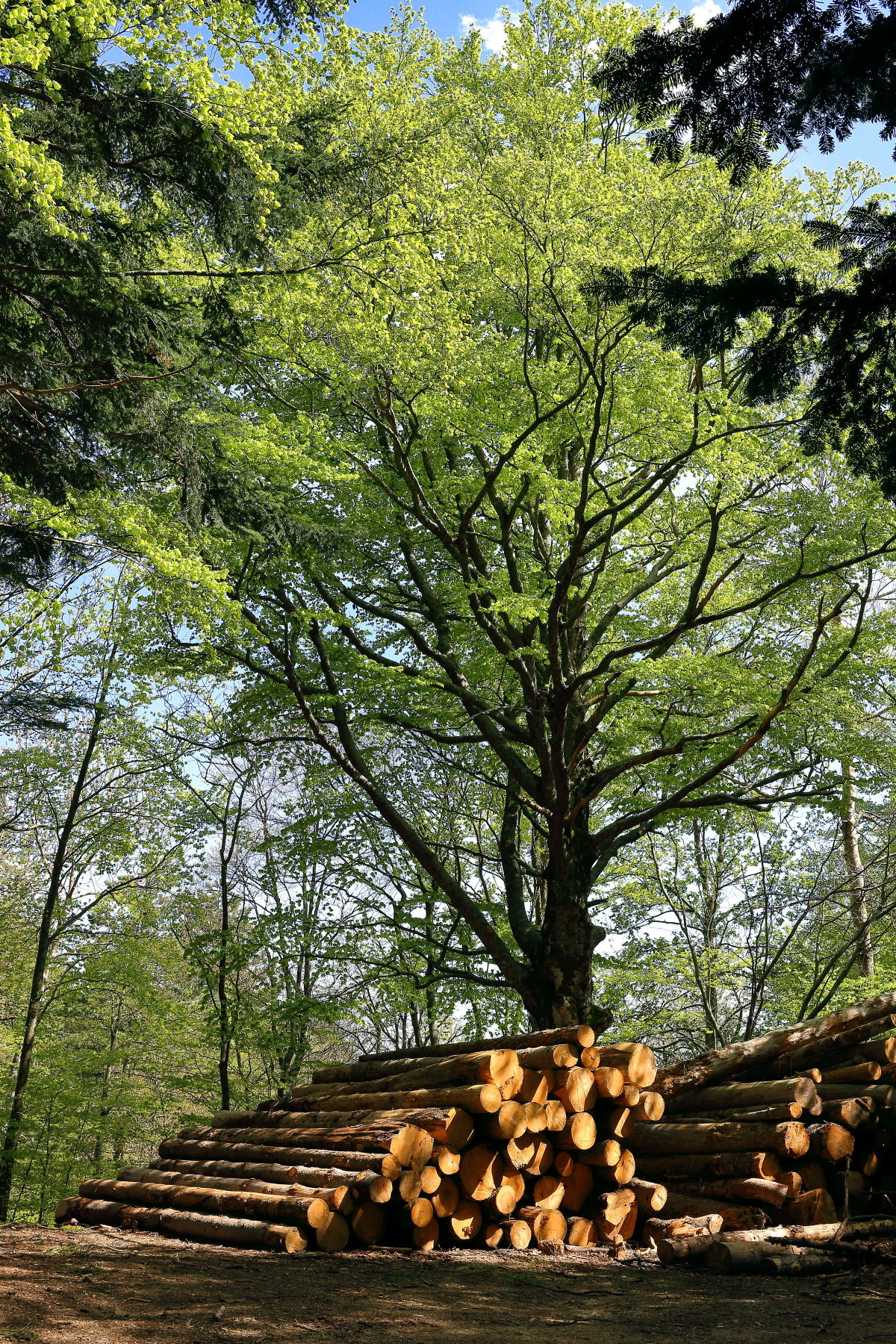 La Sboccata dei Bagnadori