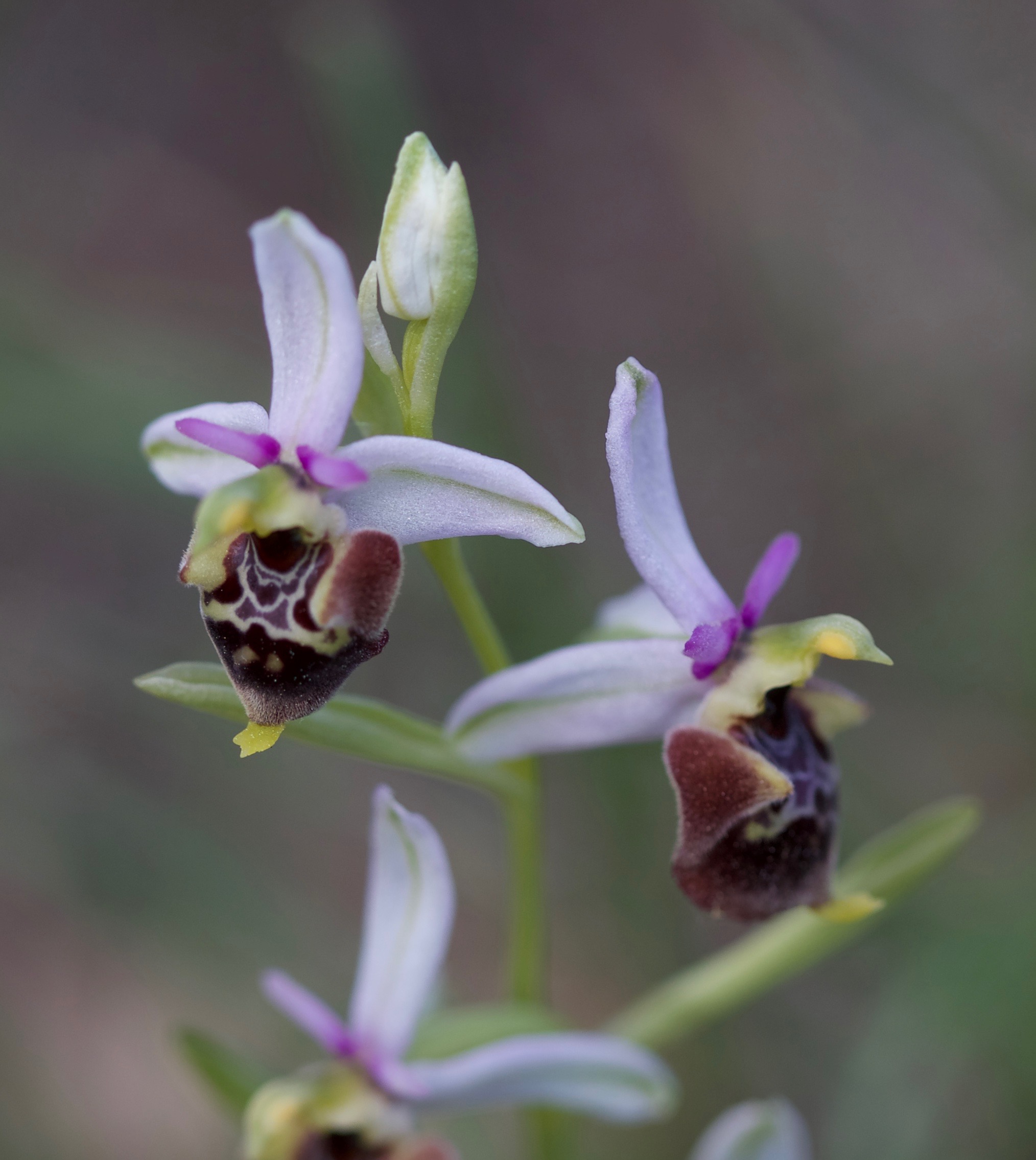 Ophrys dinarica
