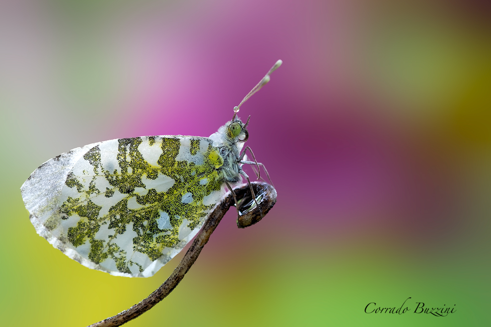 Anthocaris cardamines (Aurora)