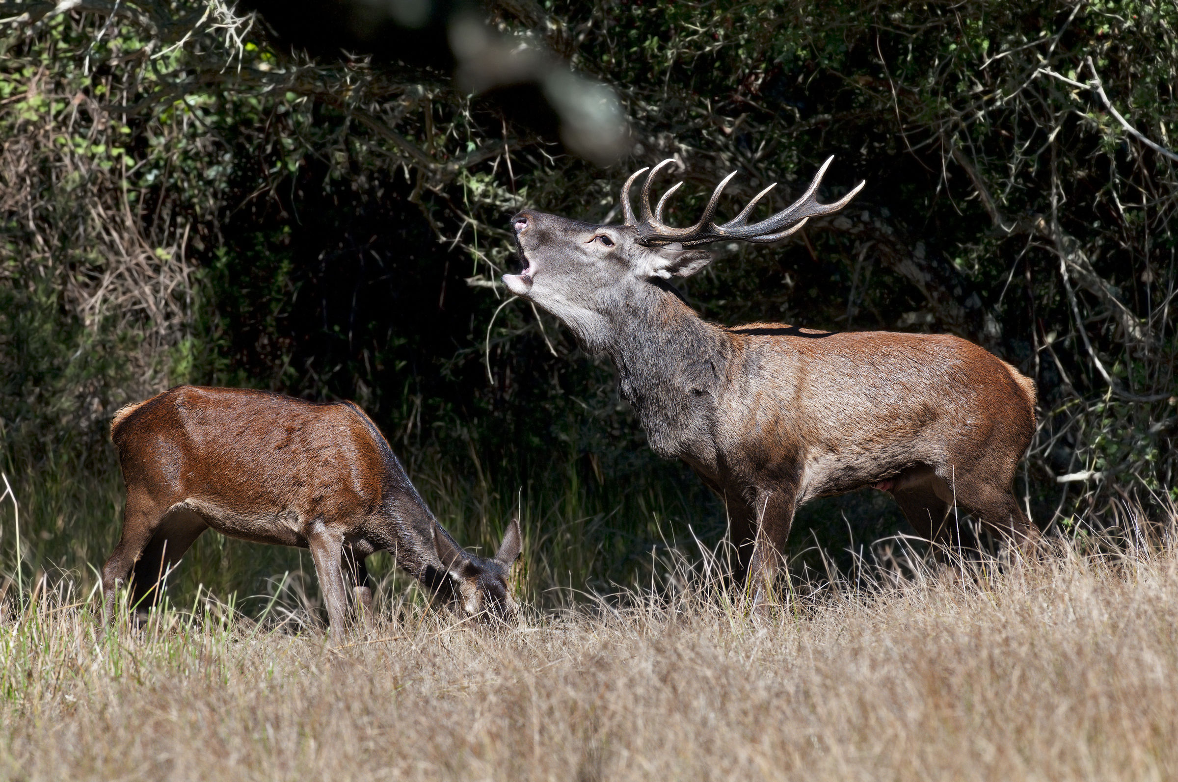 the roar (Sardinian deer)