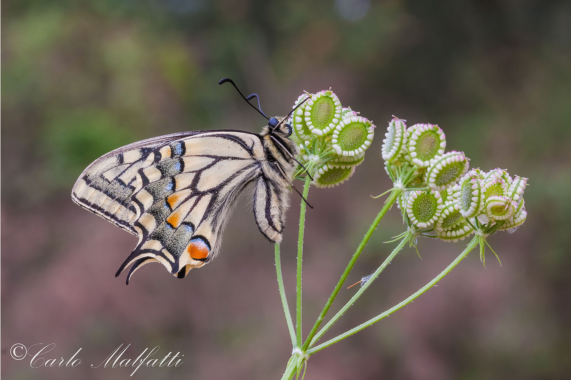 primo macaone della stagione