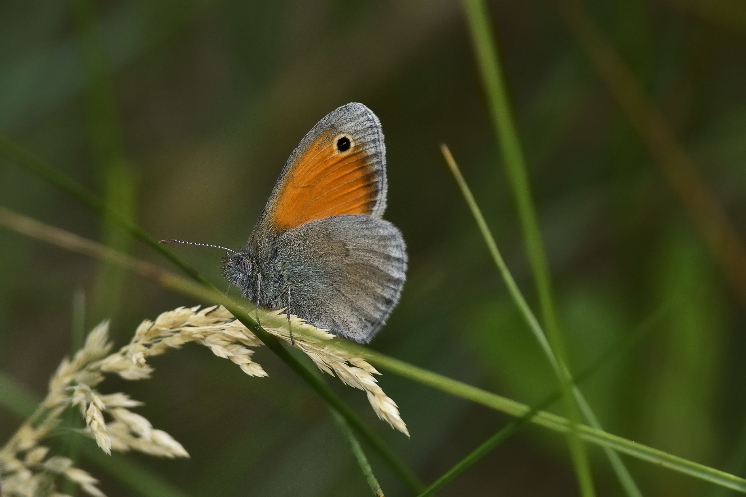 Lycaena Dispar