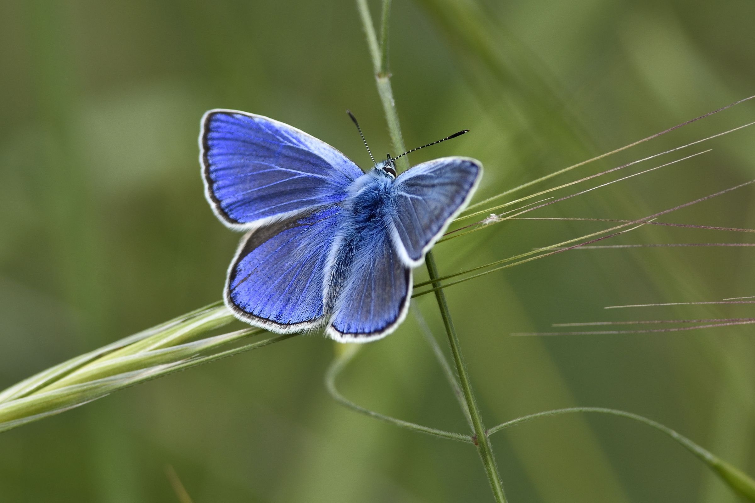 Polyommatus icarus