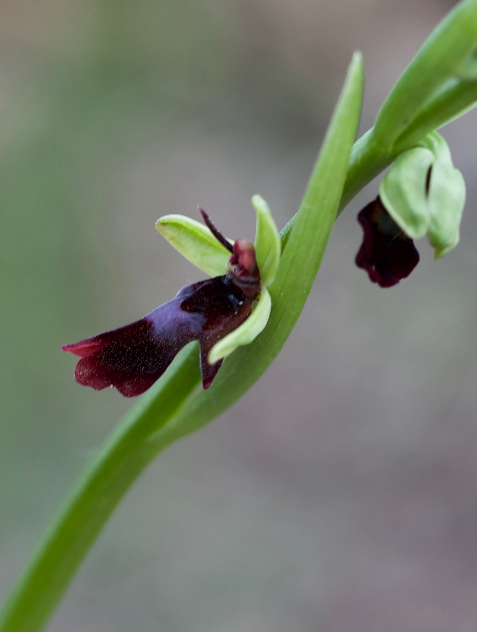 Ophrys insectifera