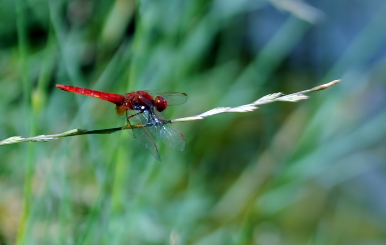 dragonfly