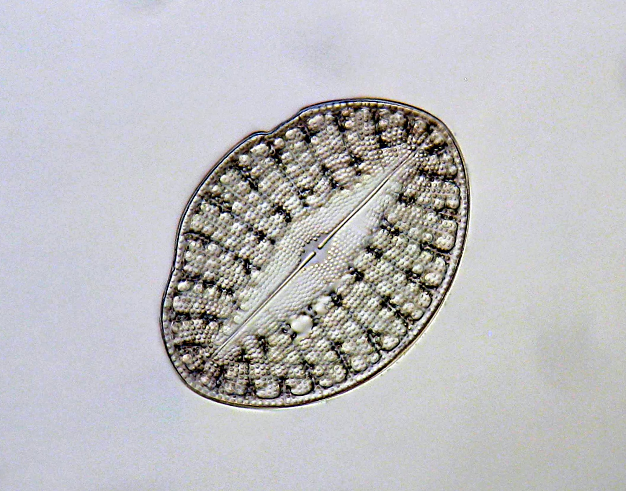 Diatomea in luce trasmessa