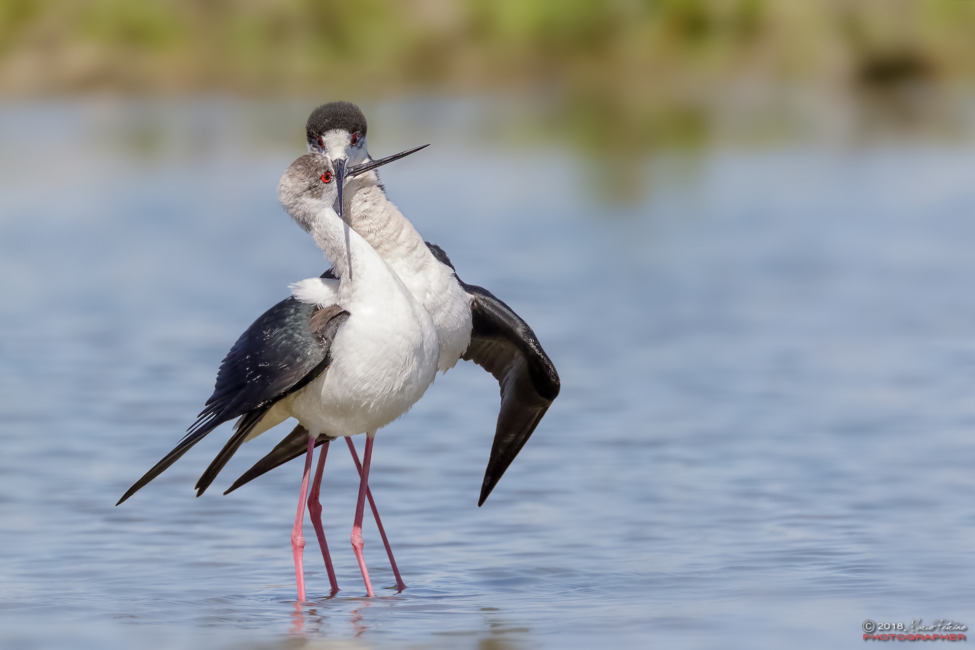 Knights of Italy &male; &female; (Himantopus Himantopus)