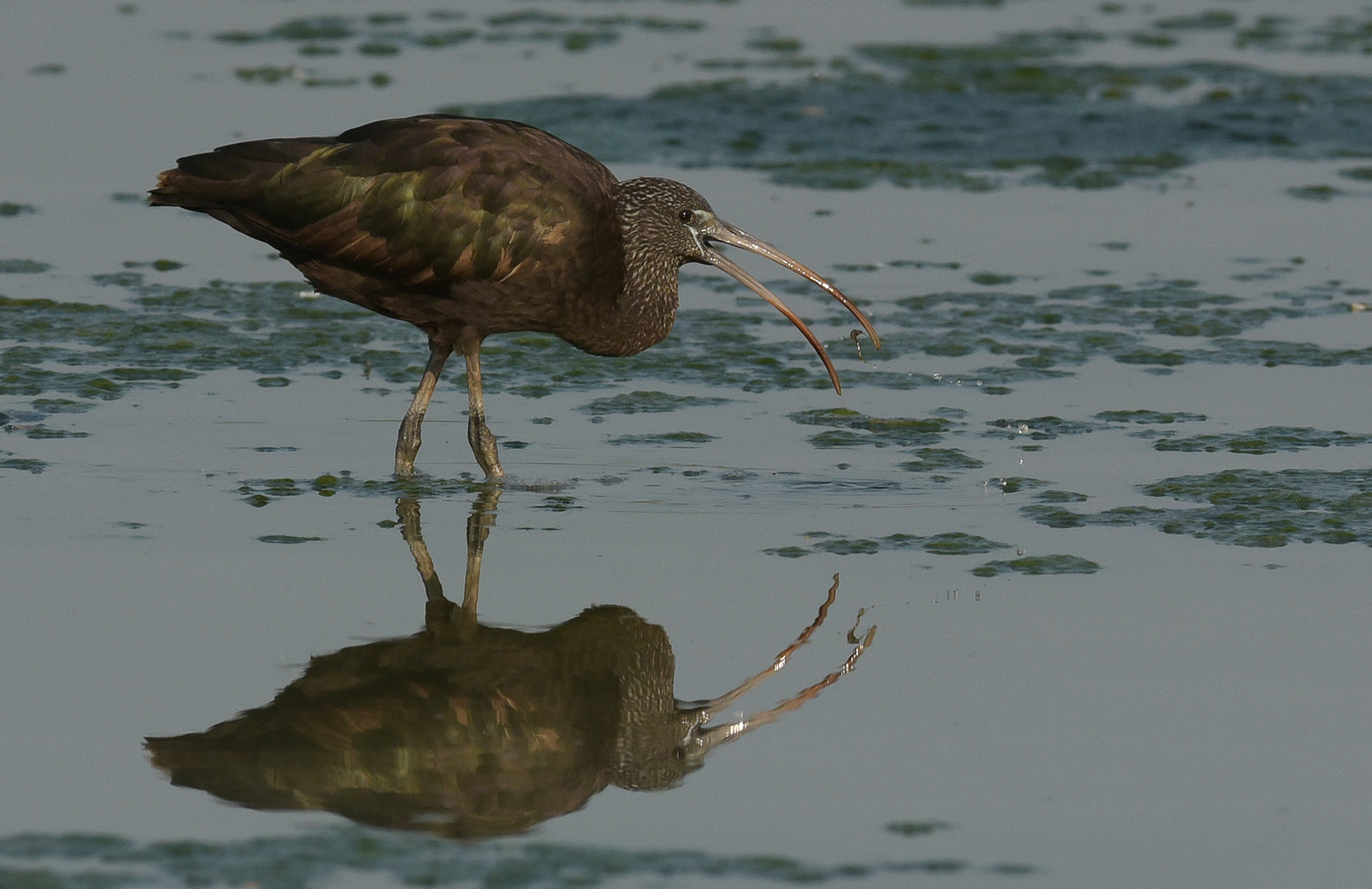 Glossy ibis ... with that beak open and ready to taste.