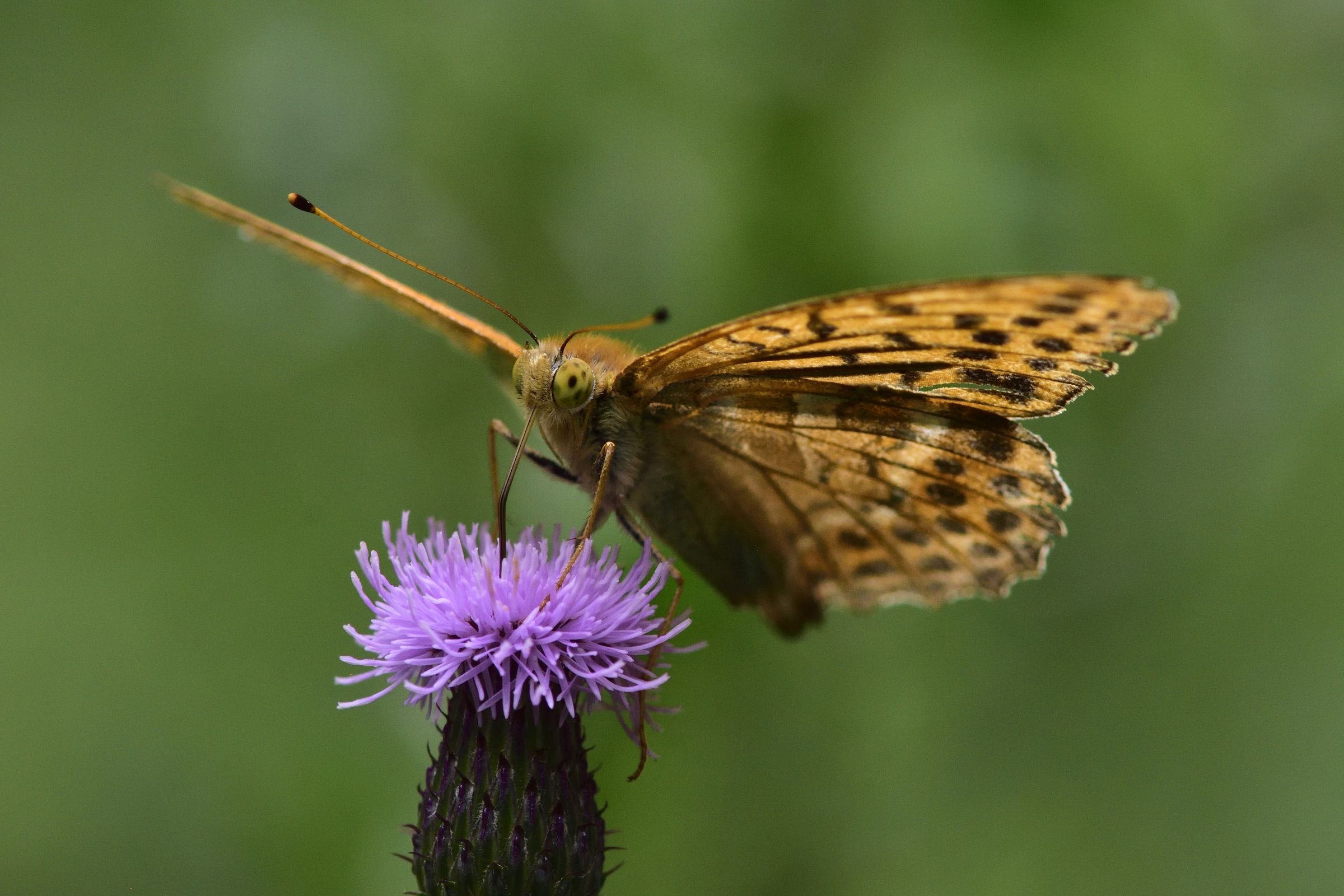 Argynnis phaphia