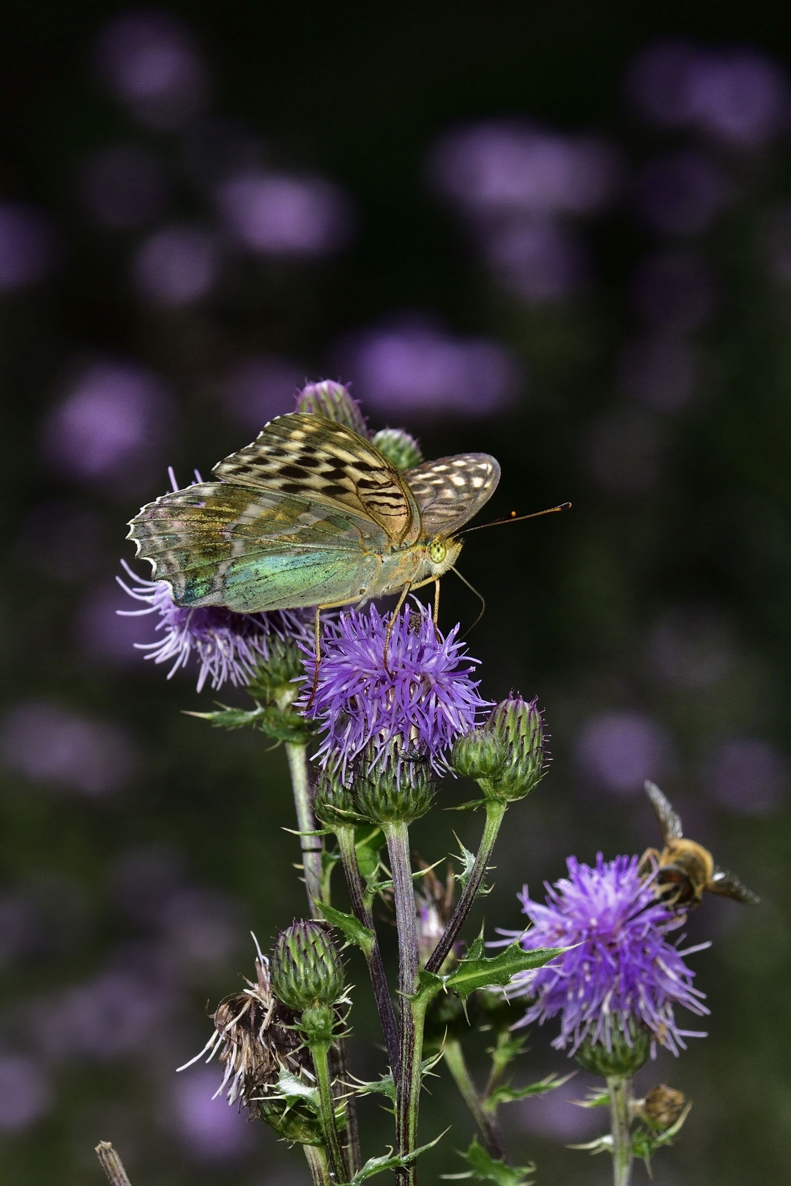 Argynnis phaphia var. Vallesina
