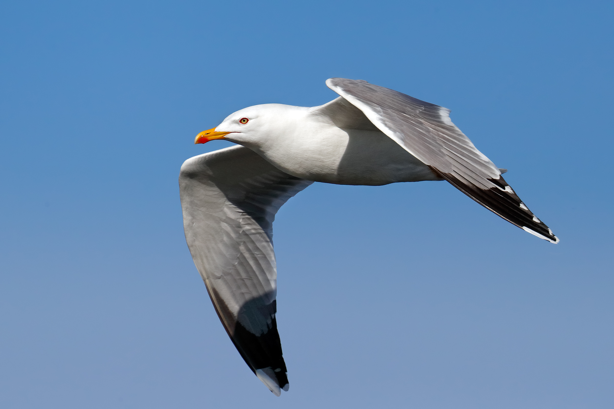 Herring Gull