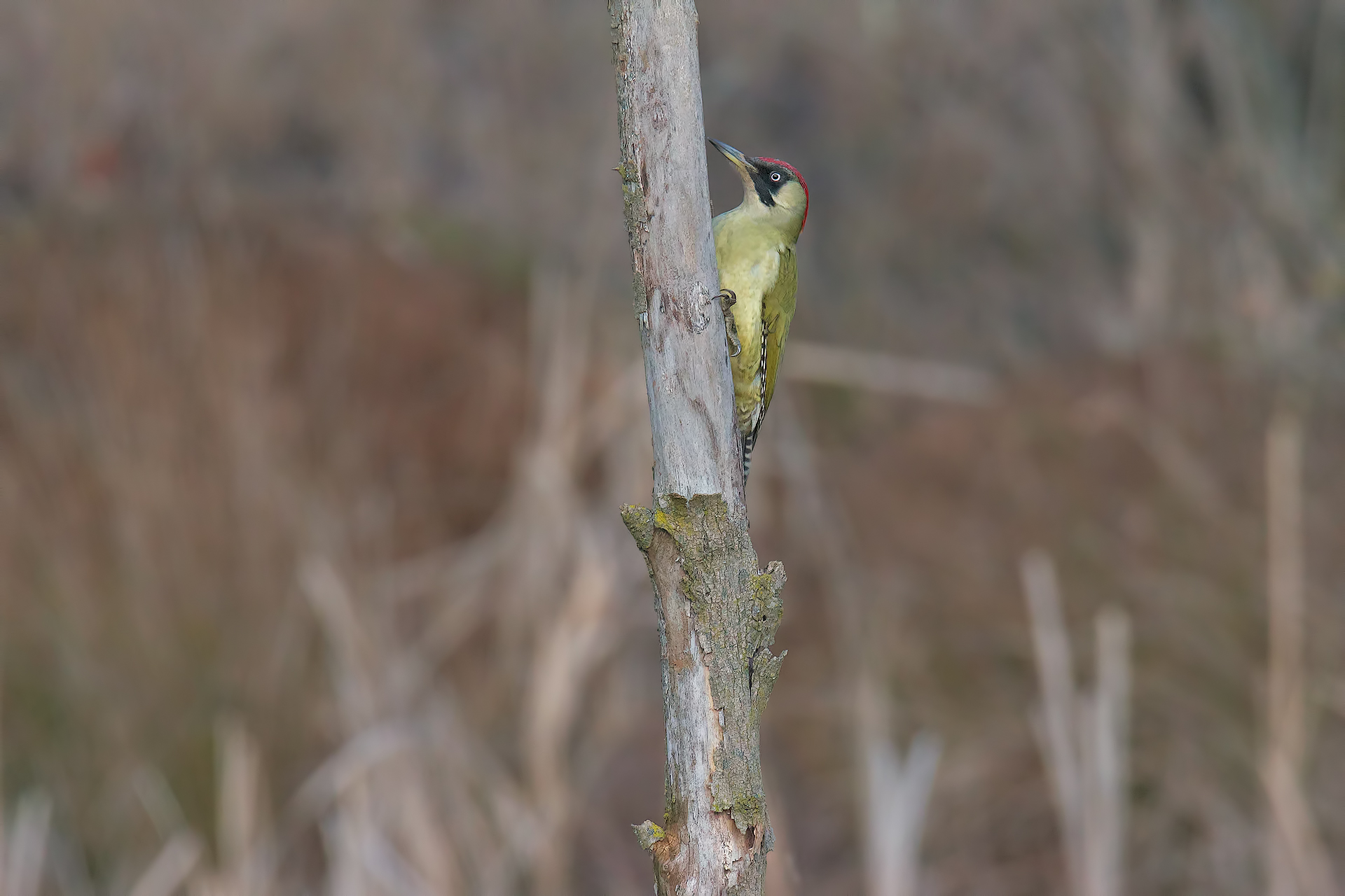 Green woodpecker