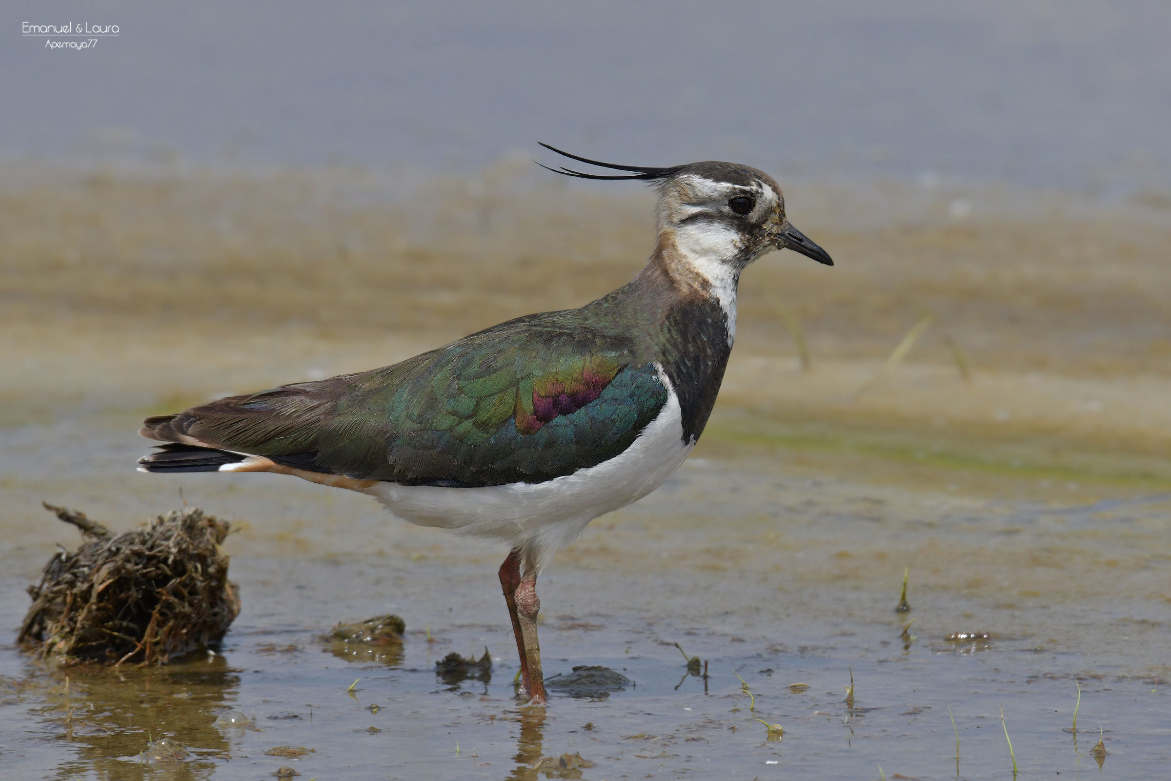 Lapwing