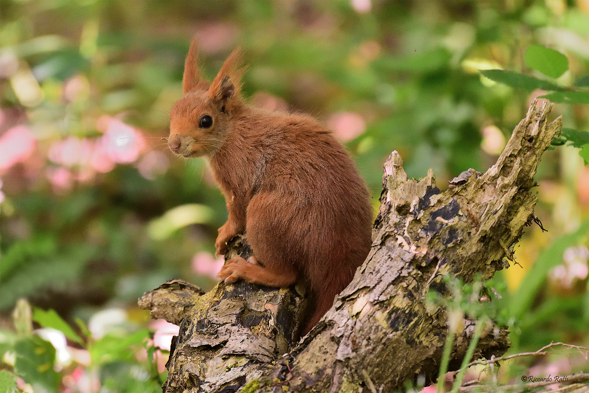 Posing in the undergrowth