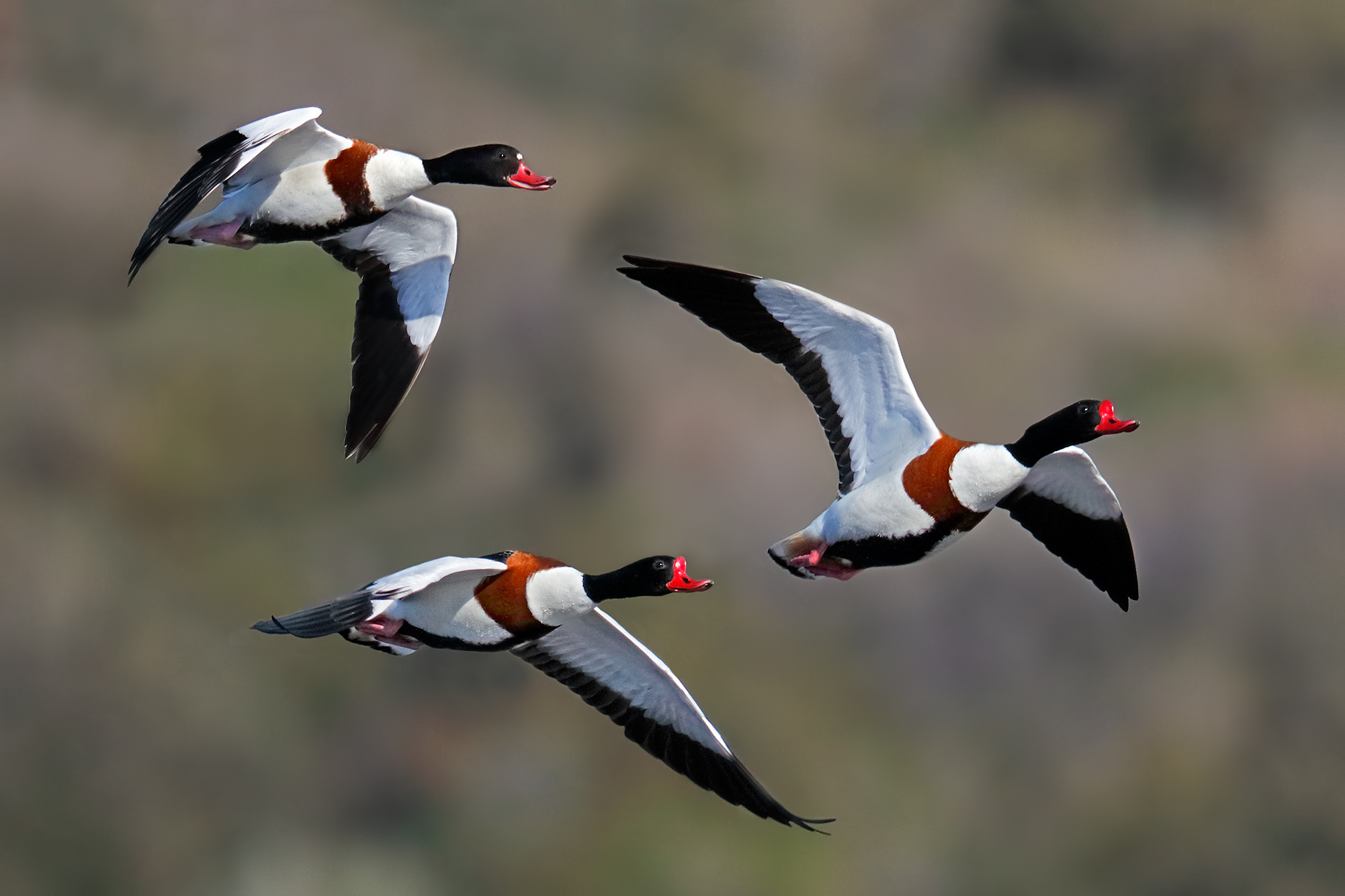 The lure of love-shelducks in flight