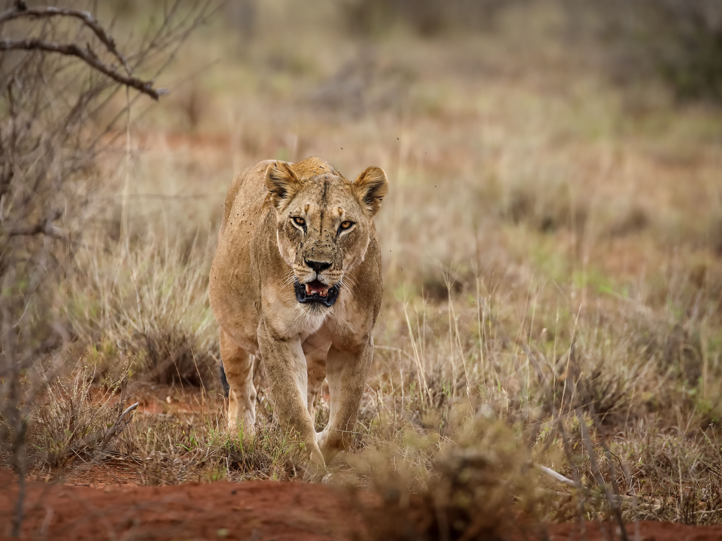 Leonessa in atteggiamento poco amichevole