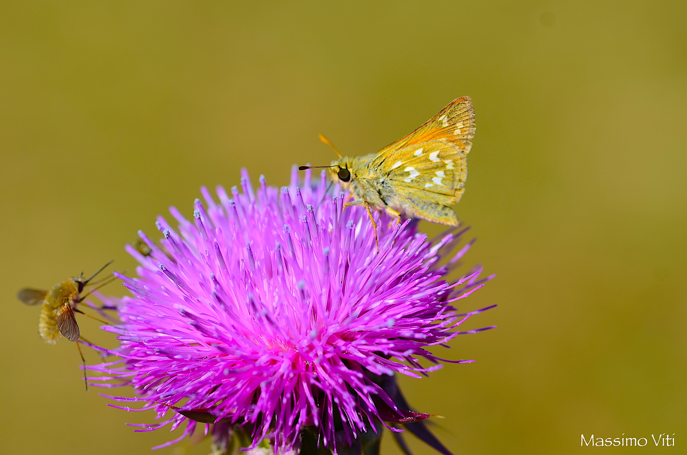 Cardo e i suoi impollinatori ....