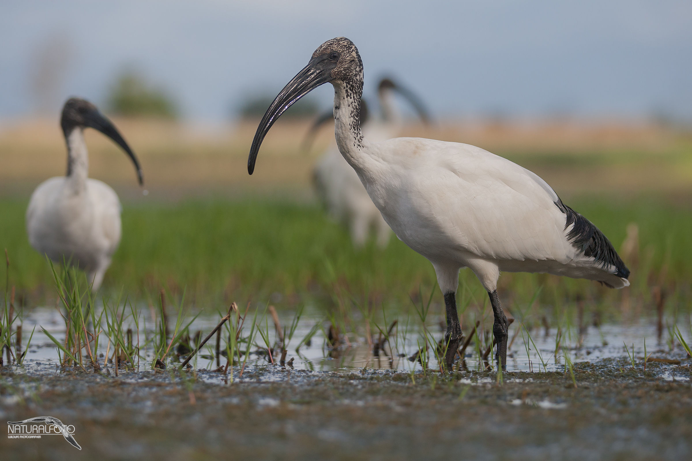 Ibis sacro - 115mm