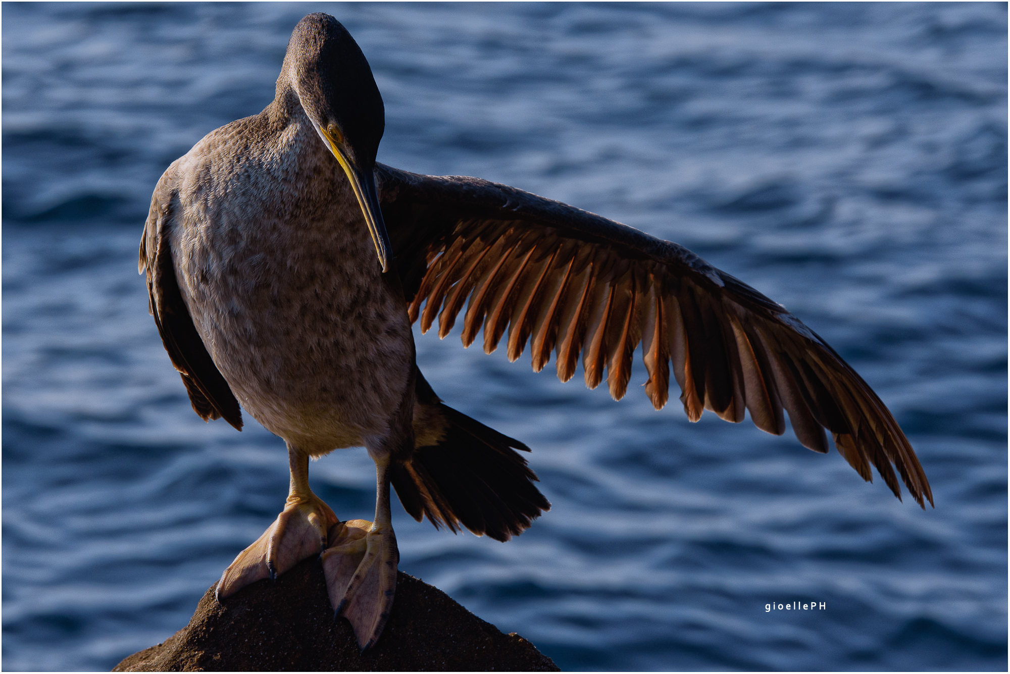 dancer, bowing of the dancer