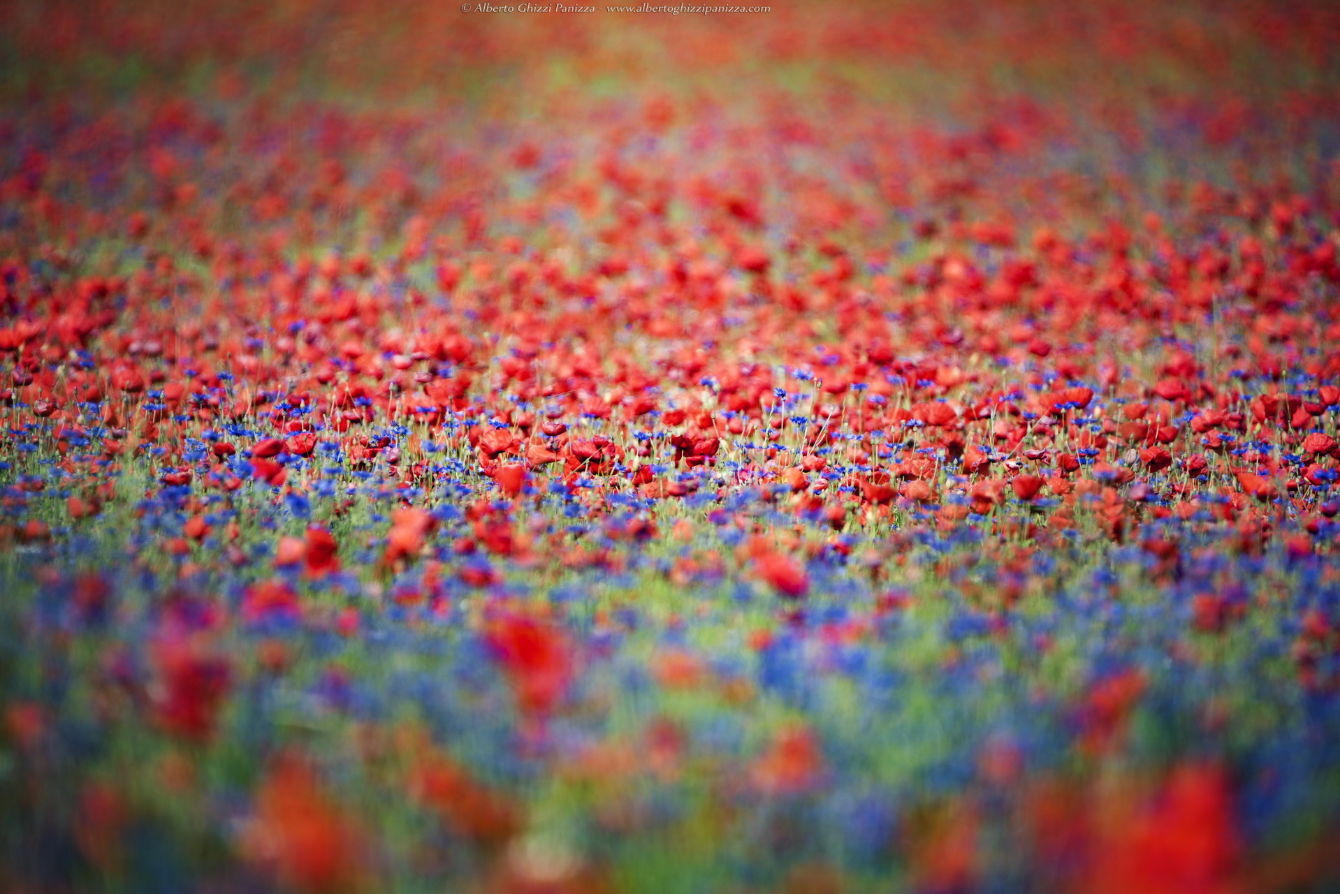 I colori di Castelluccio #3