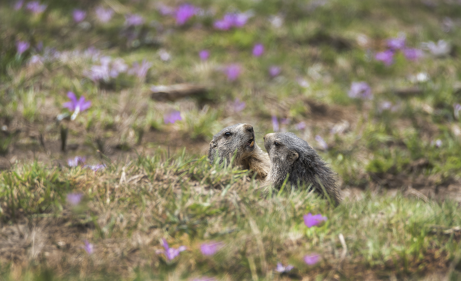 Groundhogs