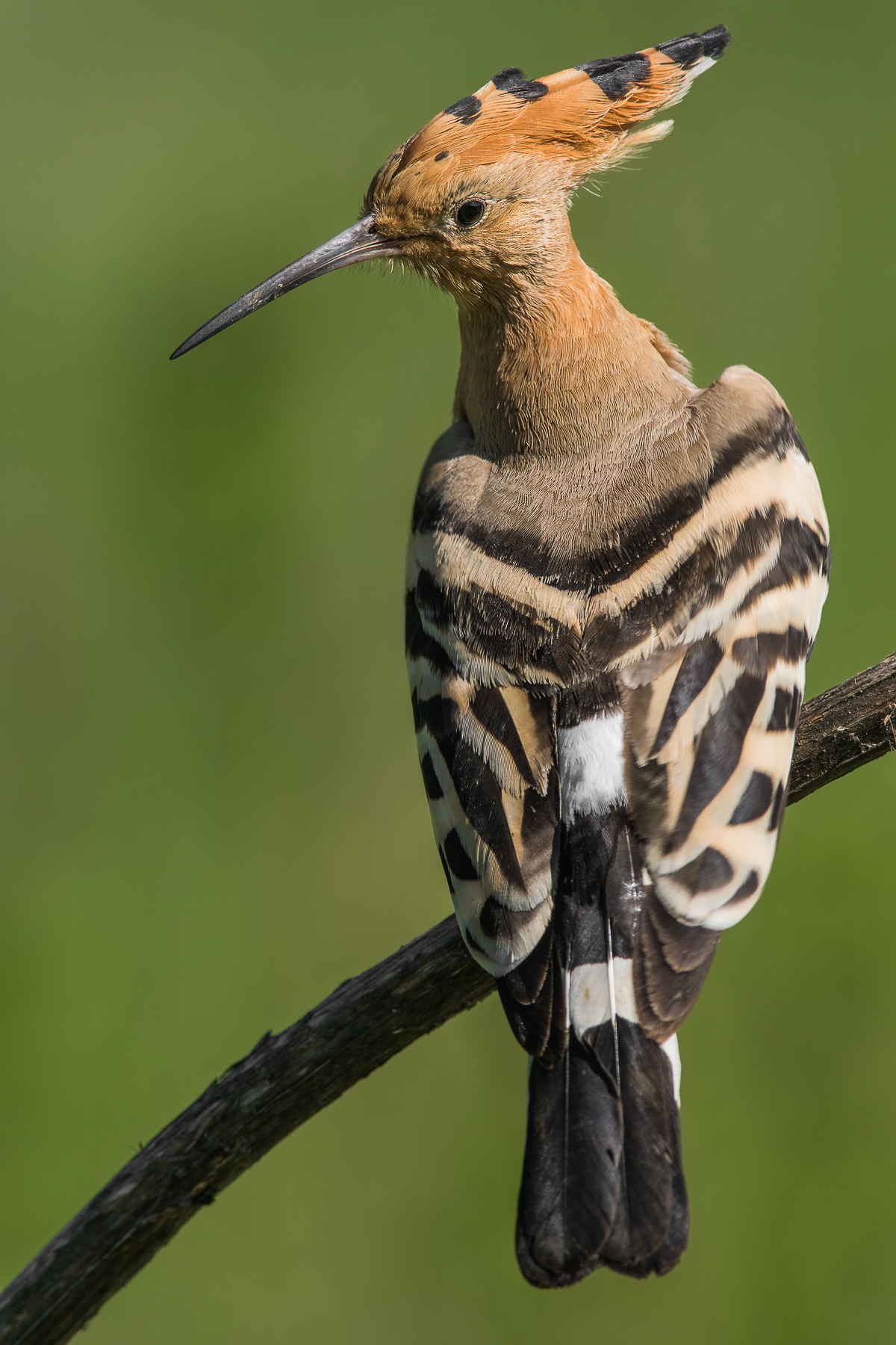 the elegnza of the hoopoe