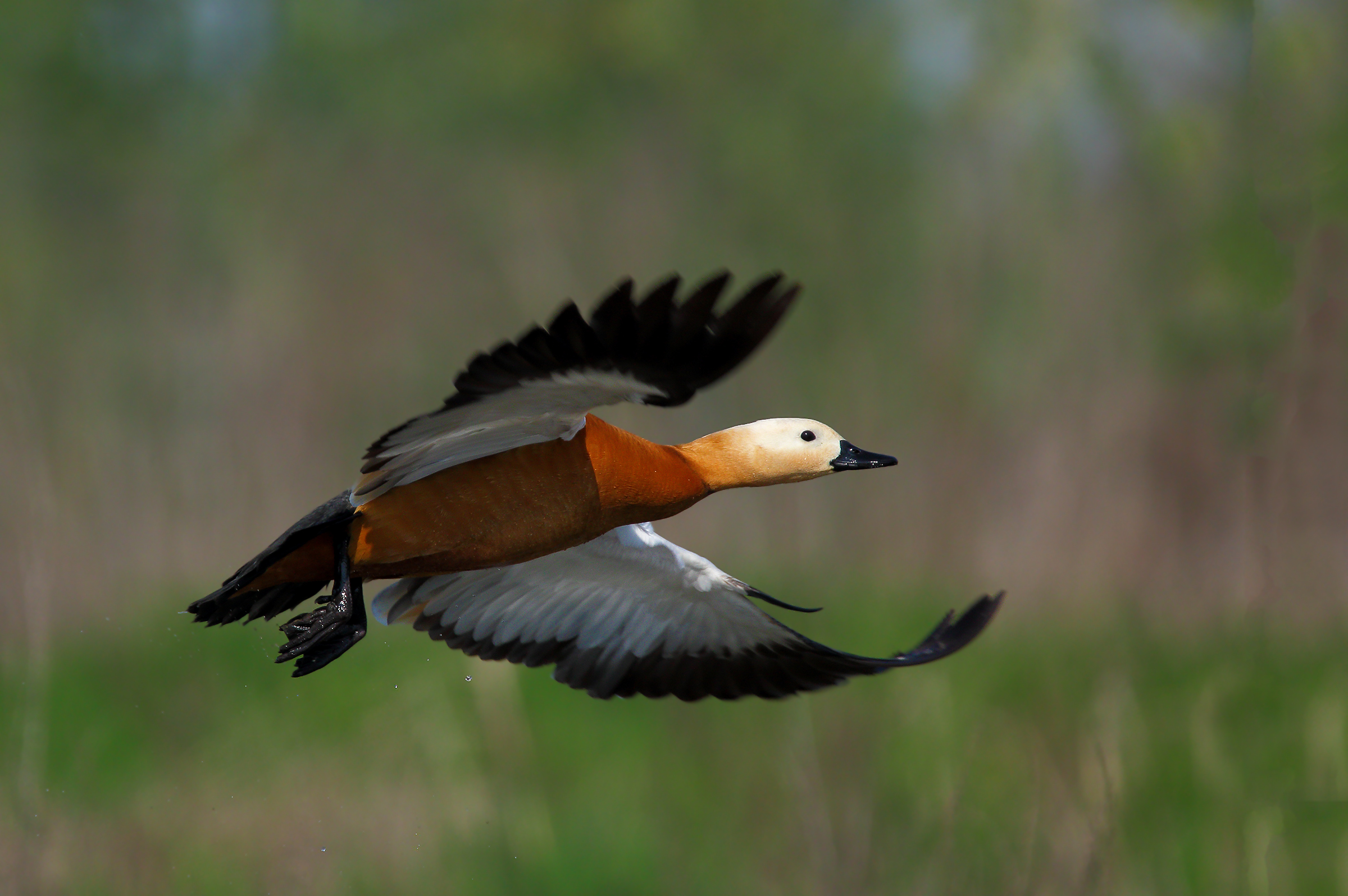 Ruddy Shelduck