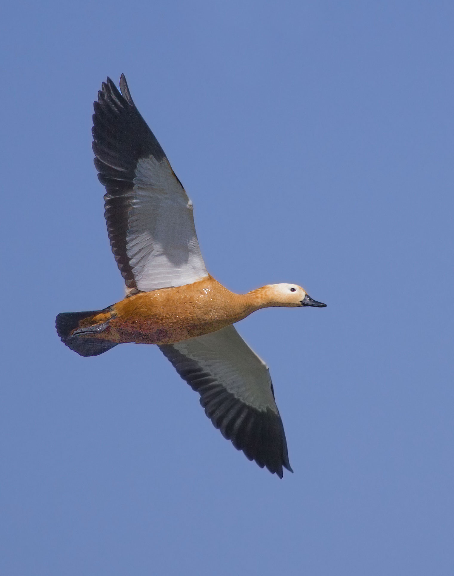 Rudy Shelduck in flight.