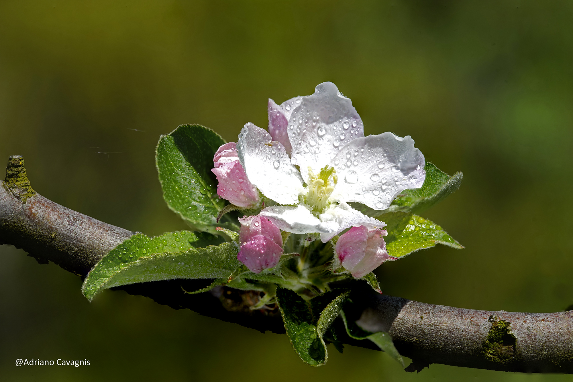 Apple tree in bloom