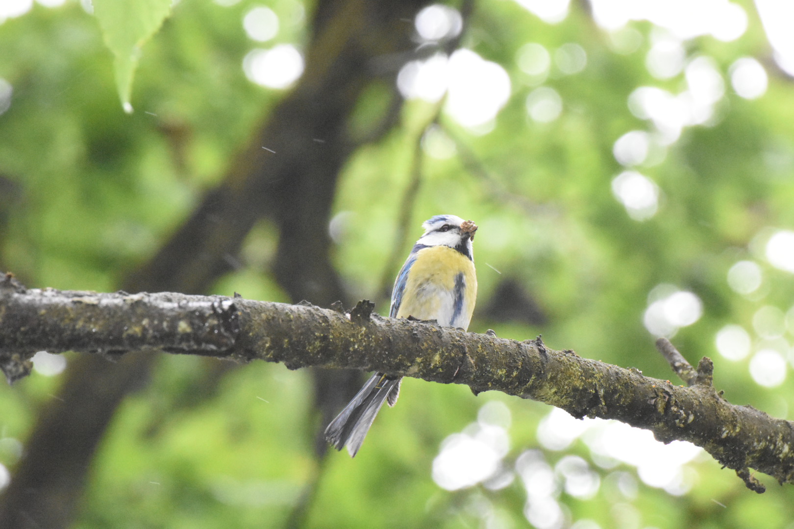 Cinciarella in the rain