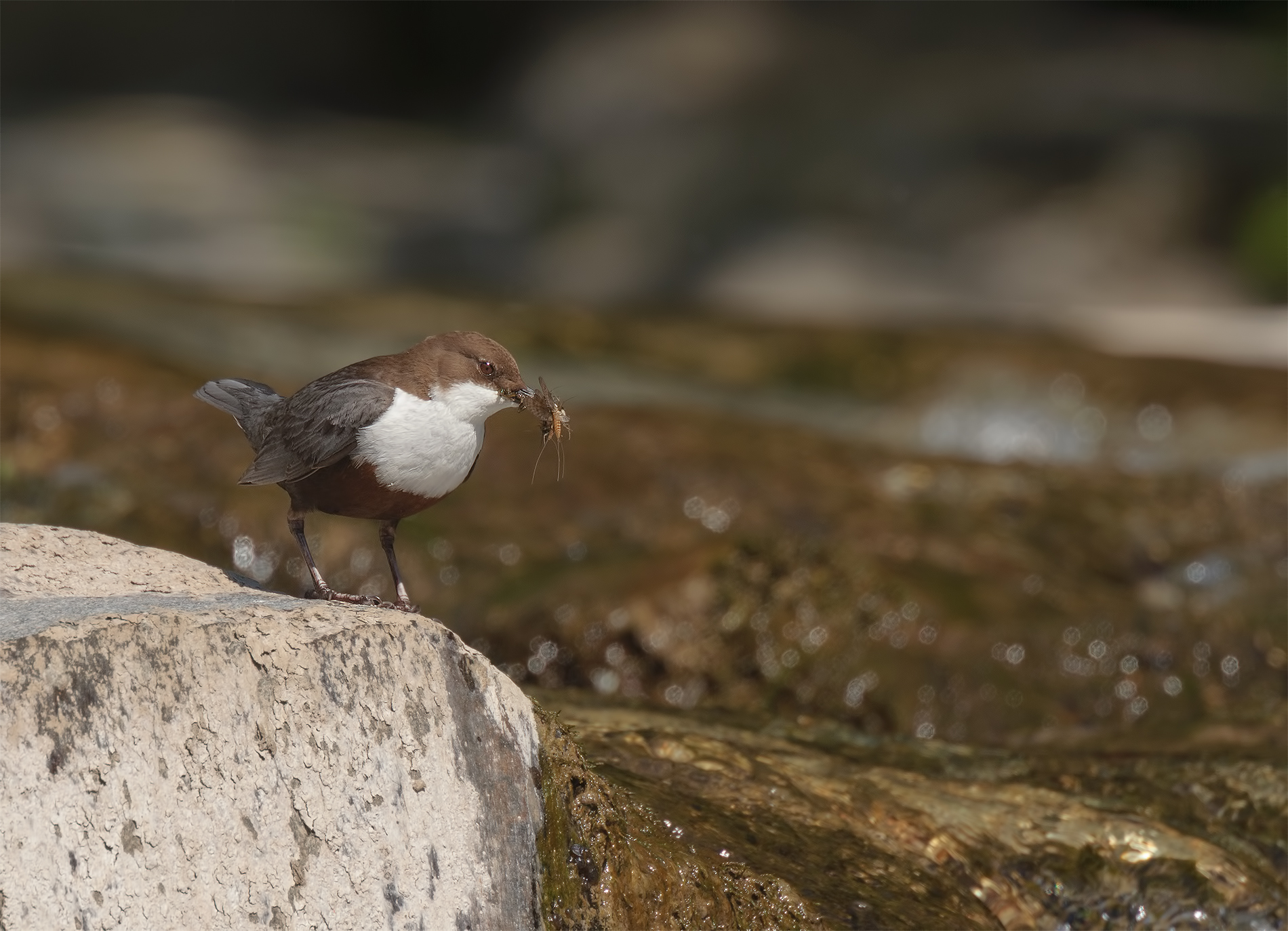 Dipper-Apuan Alps.