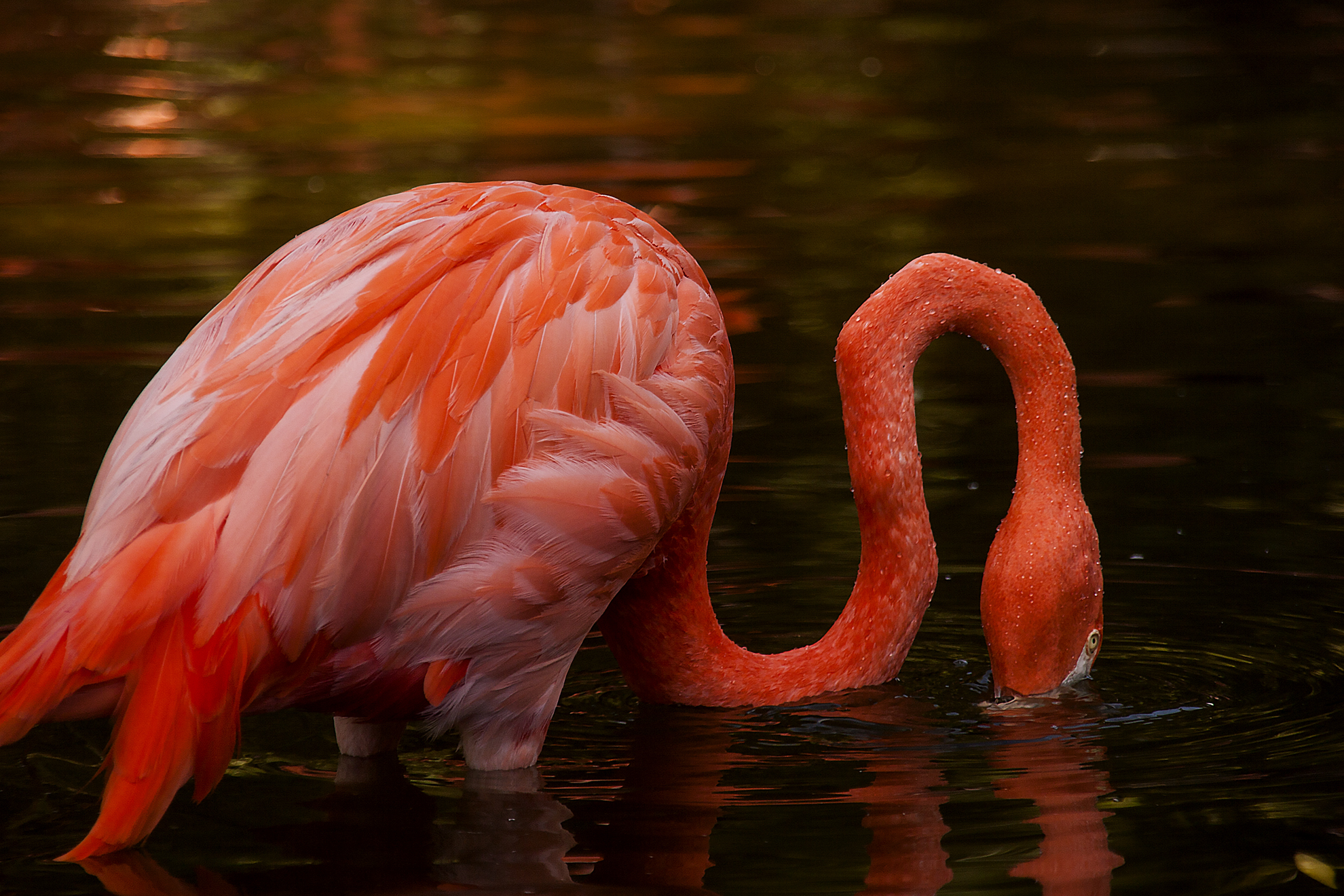 flamant rose
