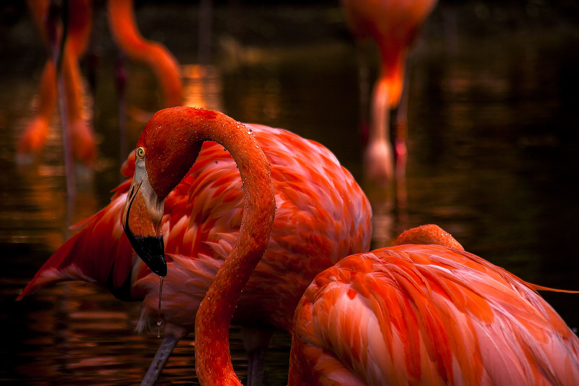 flamant rose