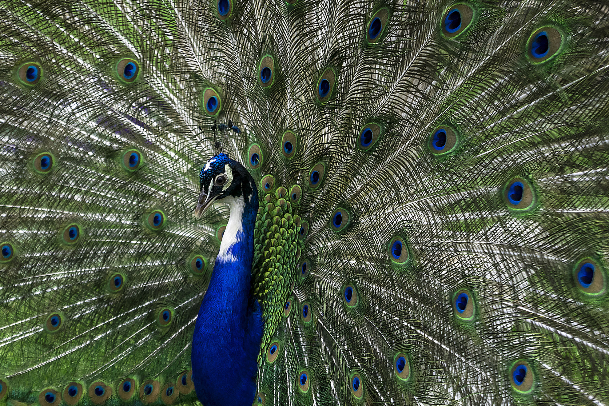 Peacock
