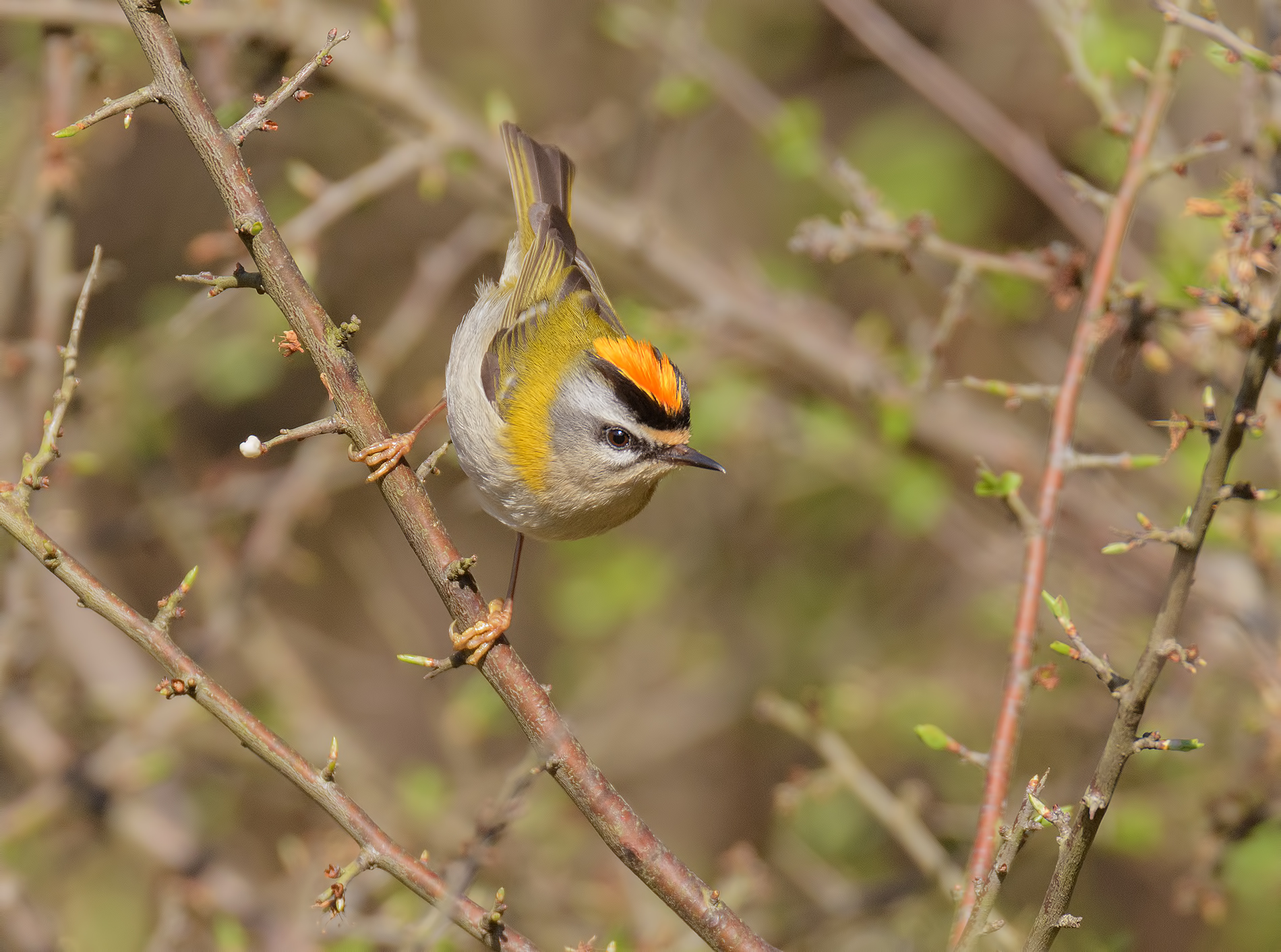 Firecrest-Apuan Alps.