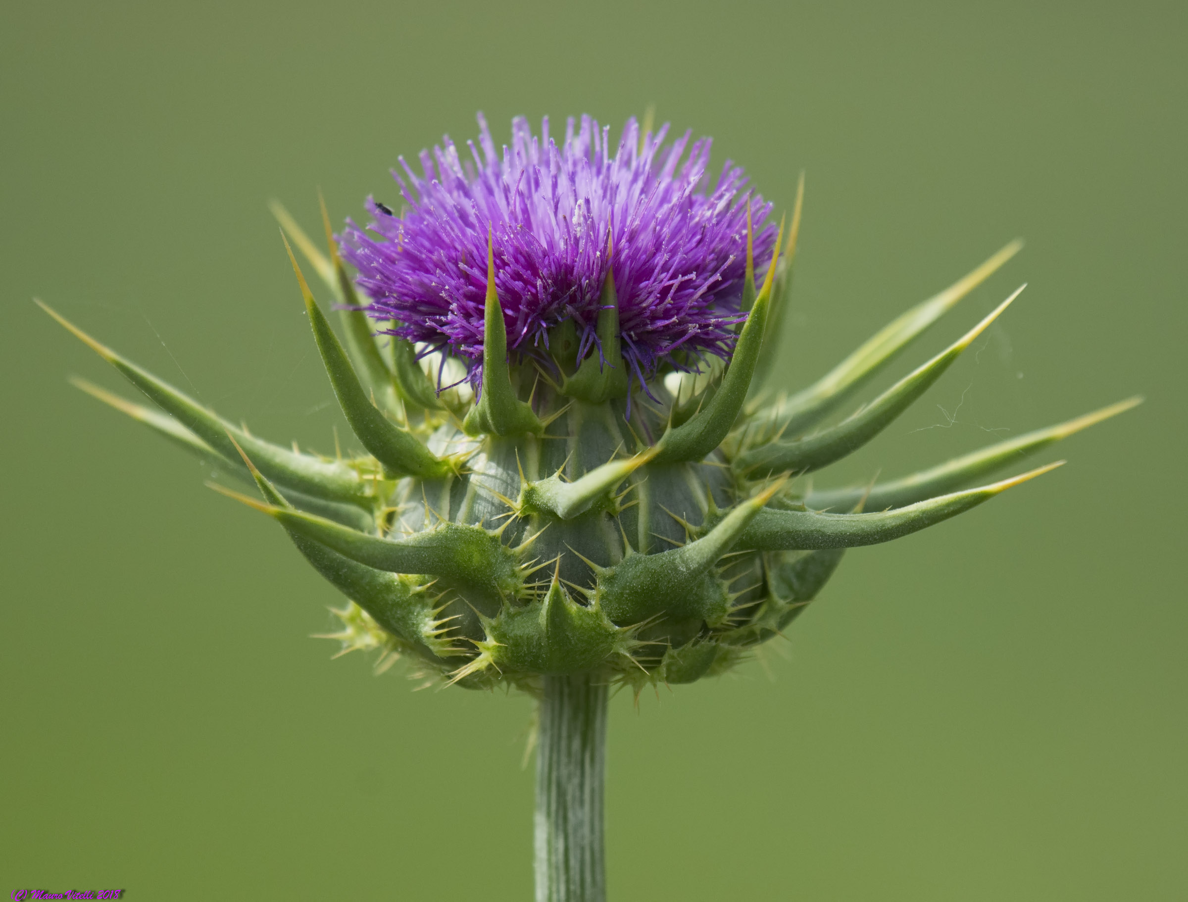 Fiore del Cardo