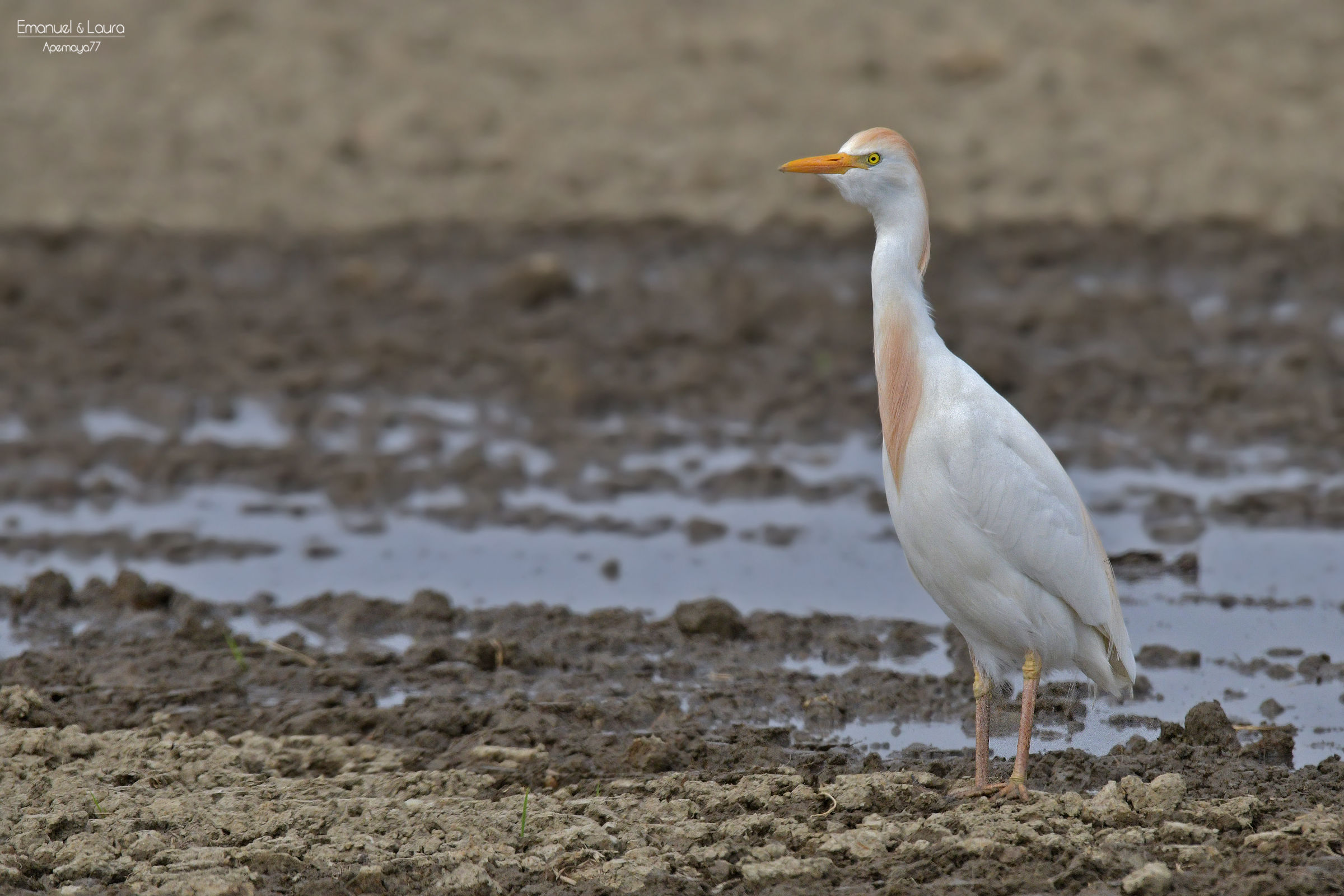 Cattle egret