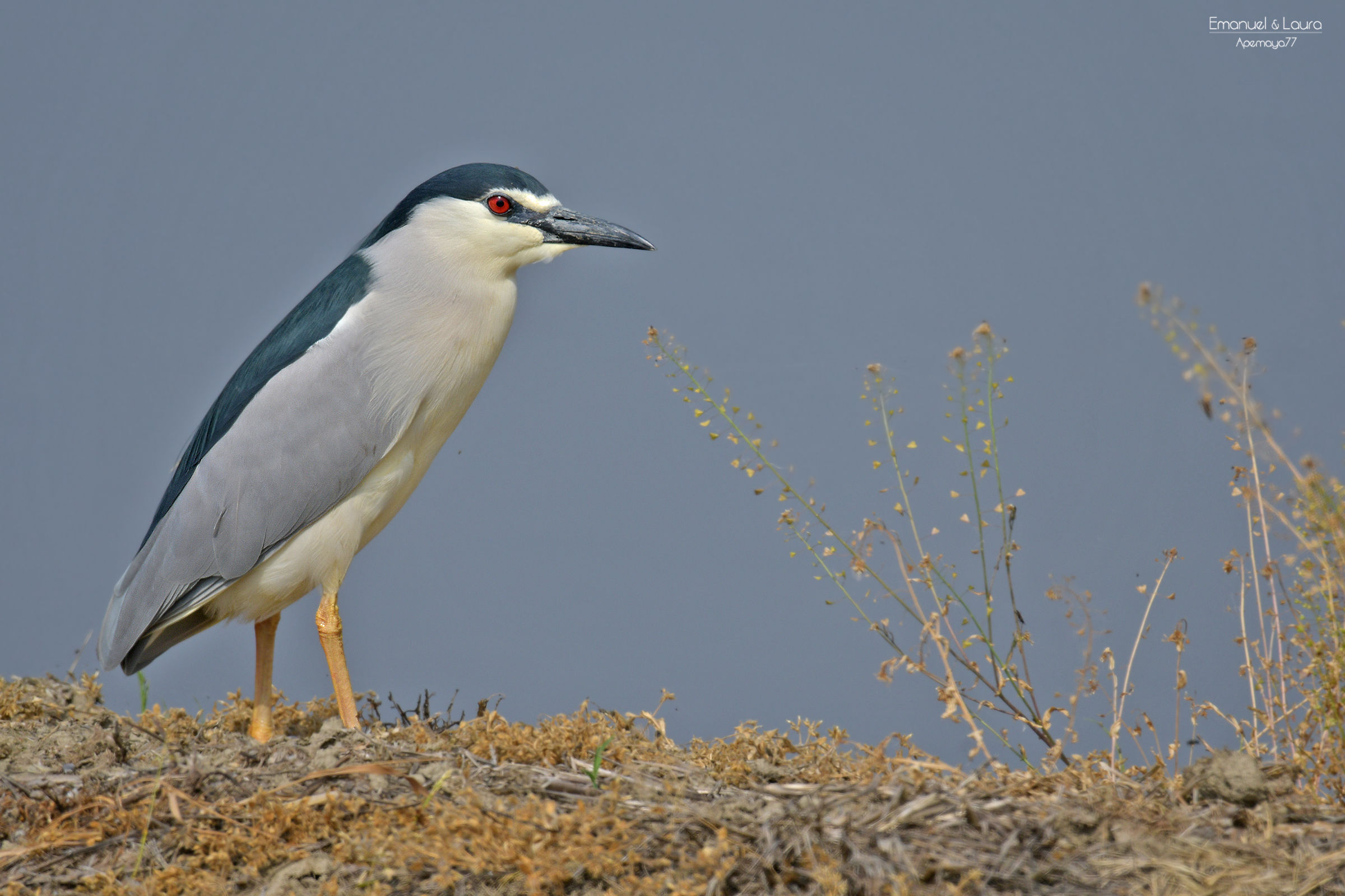 Night heron
