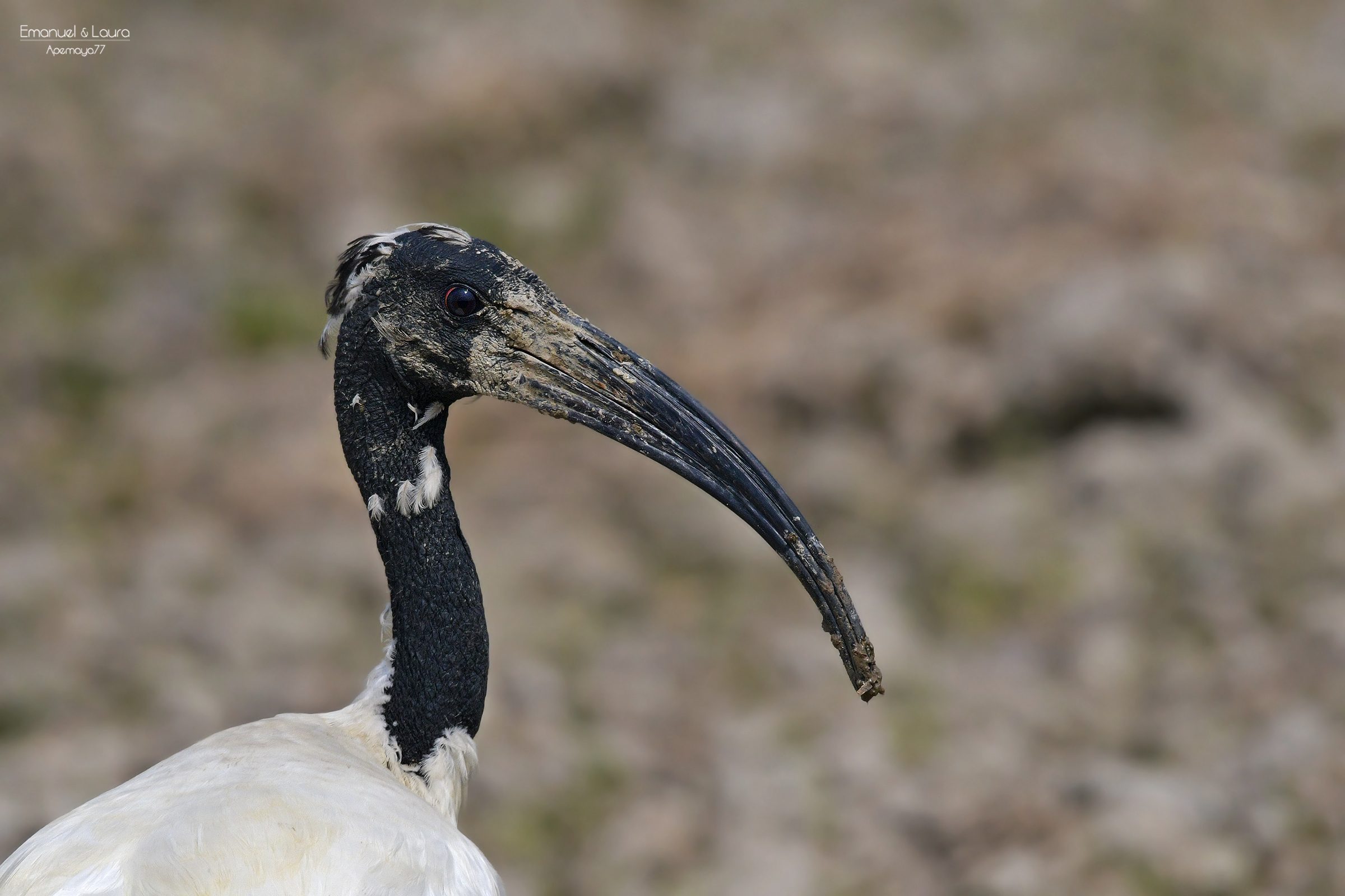 African sacred Ibis