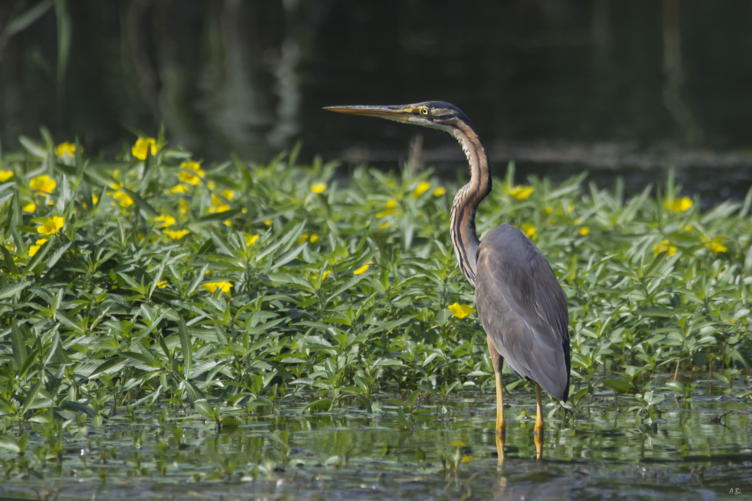 Purple Heron in yellow