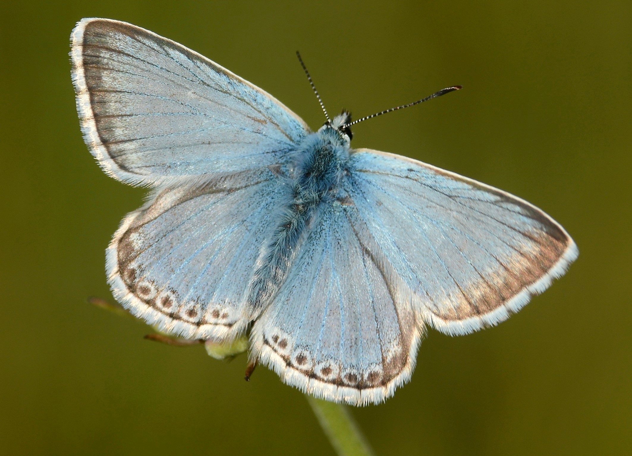 Polyommatus coridon