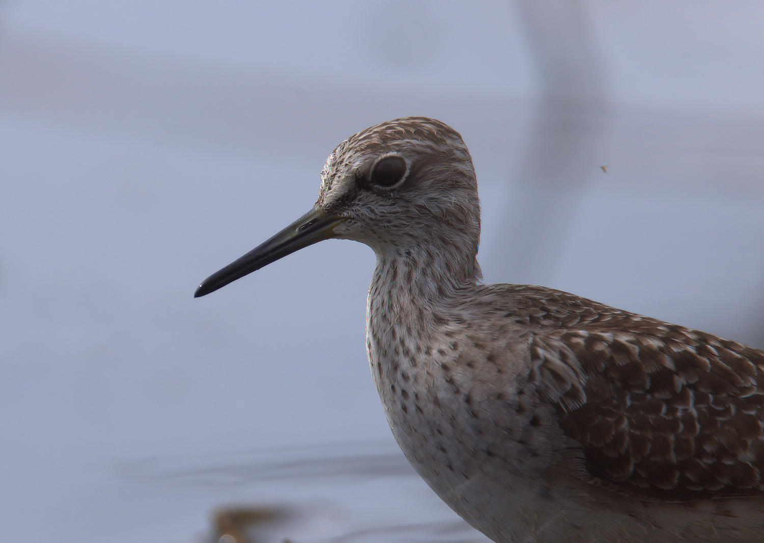 Piro piro boschereccio