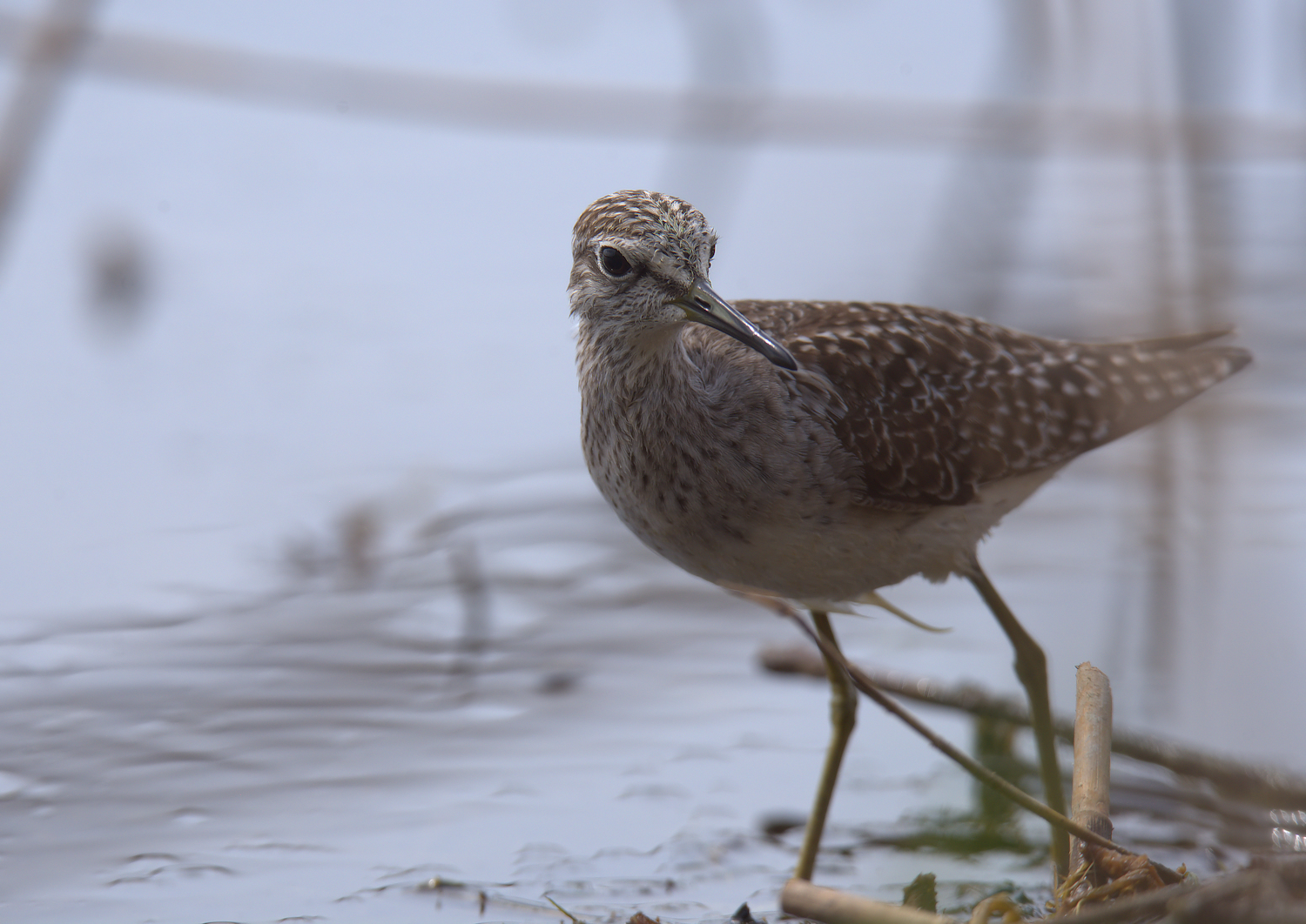 Piro piro boschereccio