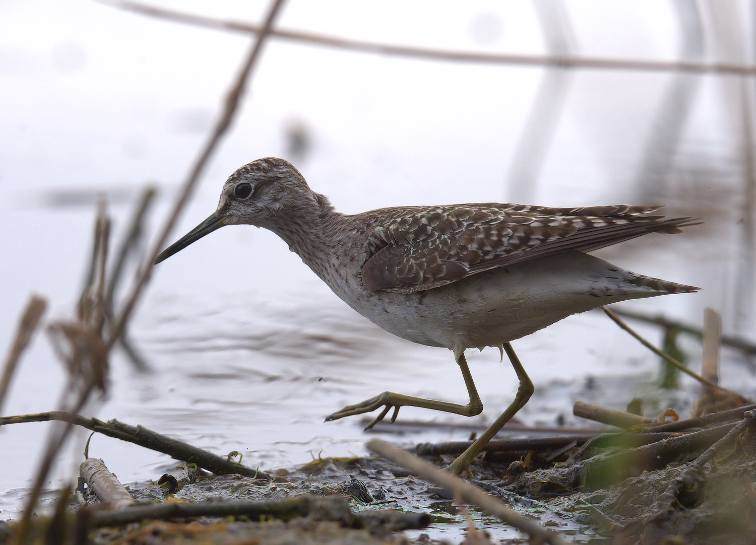 Piro piro boschereccio