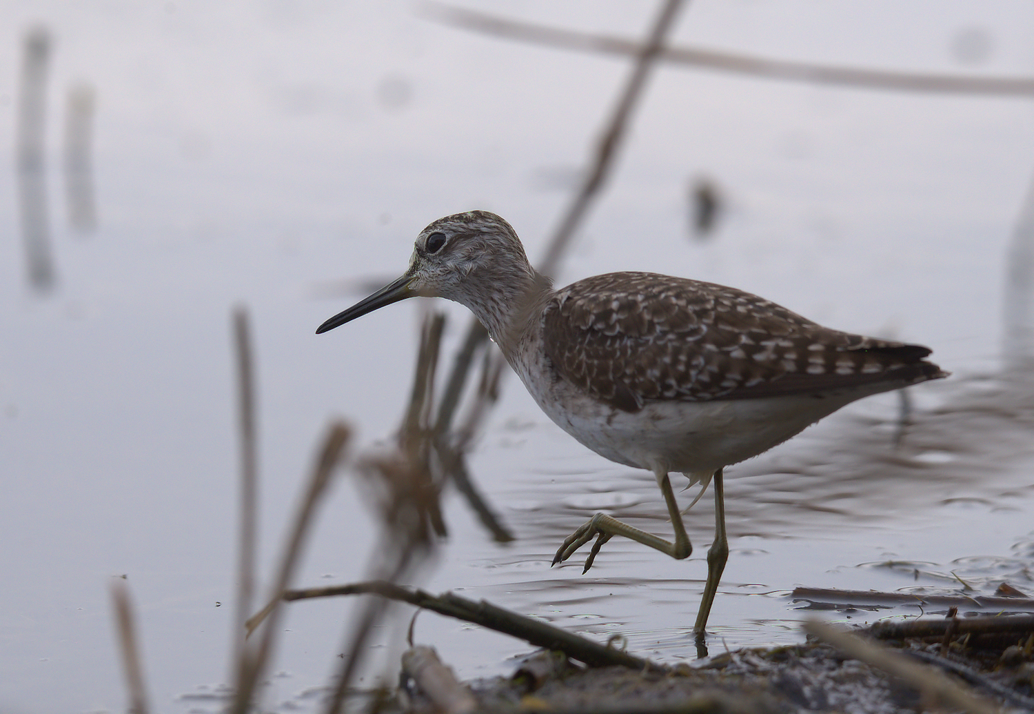 Piro piro boschereccio