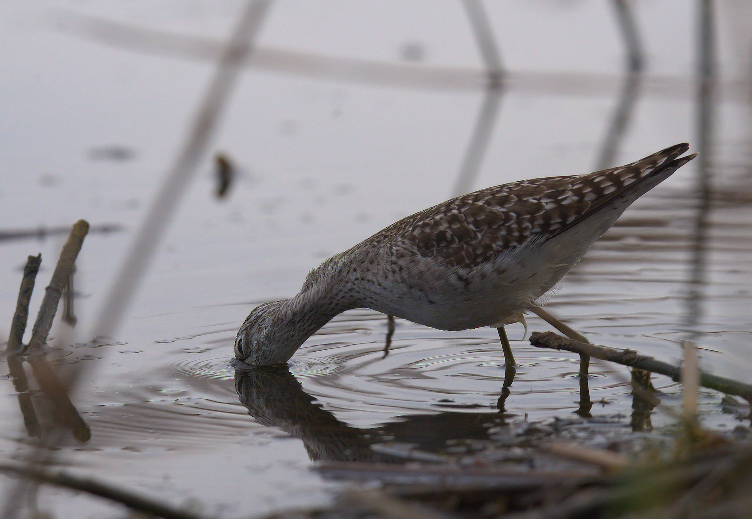 Piro piro boschereccio