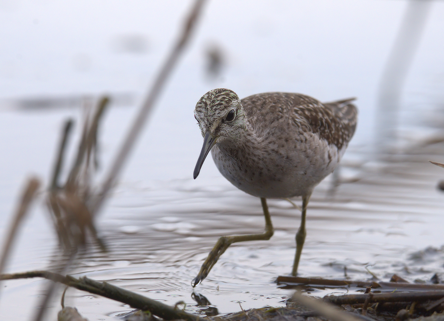 Piro piro boschereccio