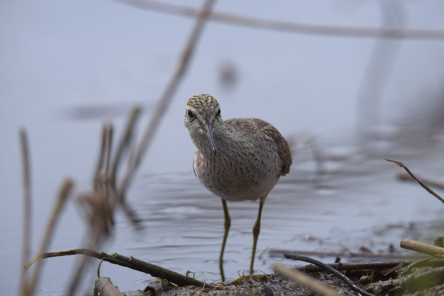 Piro piro boschereccio